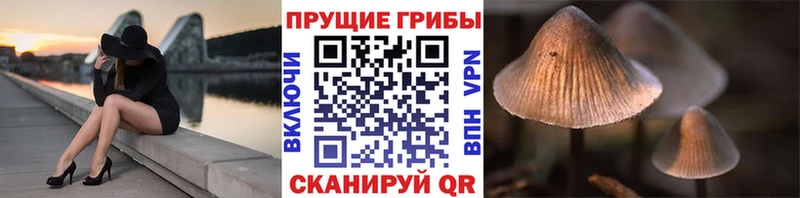 mega tor  Вилючинск  Псилоцибиновые грибы мухоморы 